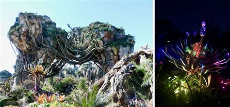 Animal Kingdom’s Pandora – The World of Avatar: Day and Night - Clara’s ...