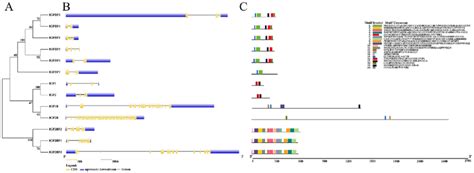 Phylogenetic Relationship Gene Structure And Conserved Motif Analysis Download Scientific