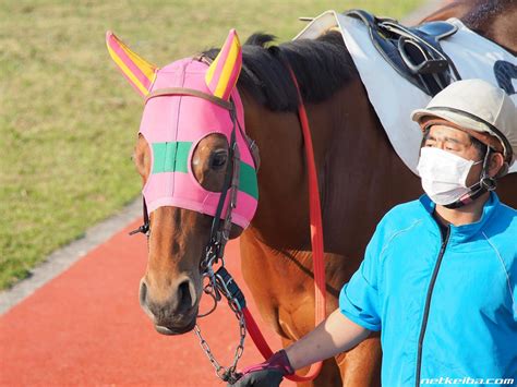 T M Satsumadon | Horse Profile, Pedigree, Form, Race Record - netkeiba