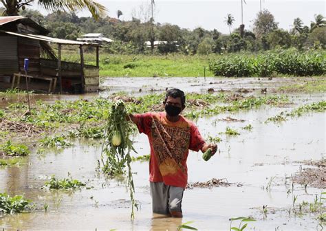 Heavy Losses For Penal Farmers After Flood Trinidad Guardian