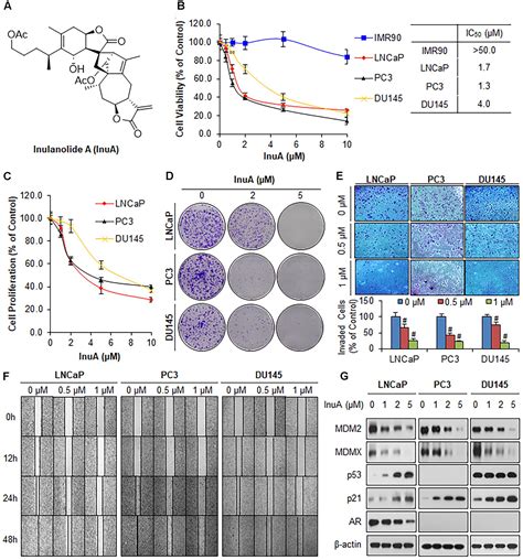 Frontiers Targeting The Nfat Mdm Mdmx Network Inhibits The