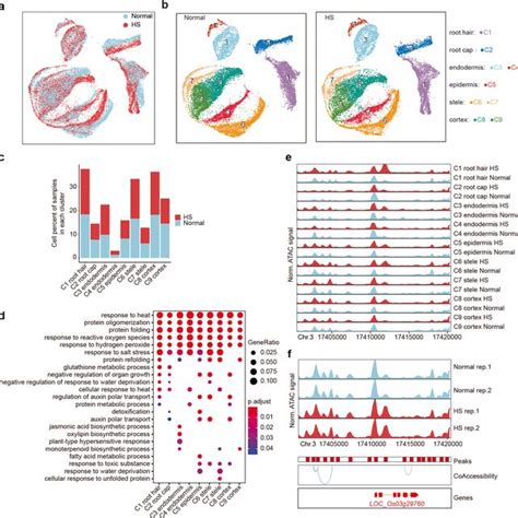 Single Cell Chromatin Accessibility Dynamics In Response To Heat