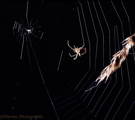 Orb-web Spider building web photo WP04261