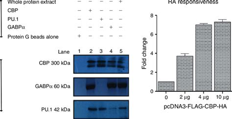 Co Immunoprecipitation Assay To Identify The Interactions Between