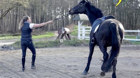 Pferd Extrem Fest Schl Gt Mit Dem Kopf Und Ist Schreckhaft Kann Eine