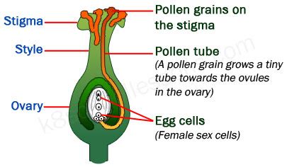 Pollination and Fertilization | Science Lessons for Kids | the K8 School