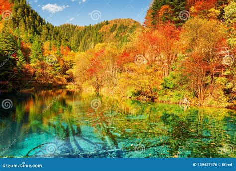 Autumn Woods Reflected in Azure Water of the Five Flower Lake Stock ...