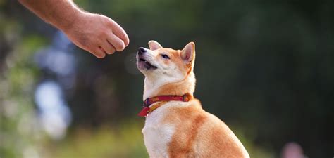 Cómo entrenar órdenes básicas a tu perro Mi Perrijo