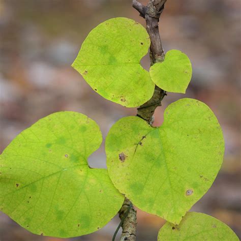 Heart Shaped Vine Leaf Leafimagespics