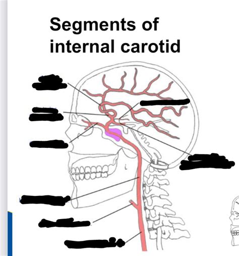 Osteology Segments Of Internal Carotid Diagram Quizlet