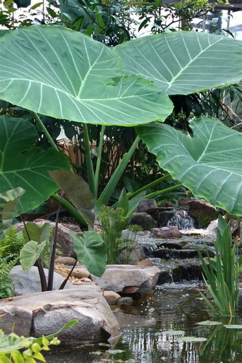 Buy Thailand Giant Elephant Ear Free Shipping Wilson Bros Gardens