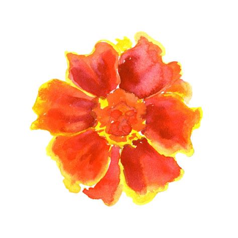 1 100 Marigold Flower Watercolor Stock Illustrations Royalty Free