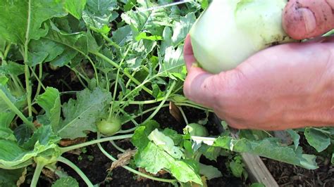 When To Pick Kohlrabi Harvesting For Peak Flavor BroadPick