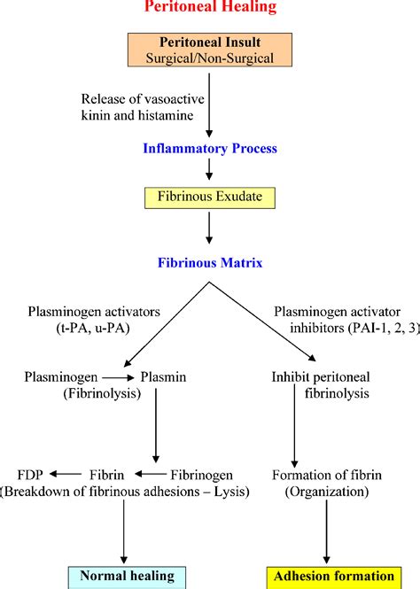 Prevention Of Postoperative Peritoneal Adhesions European Journal Of