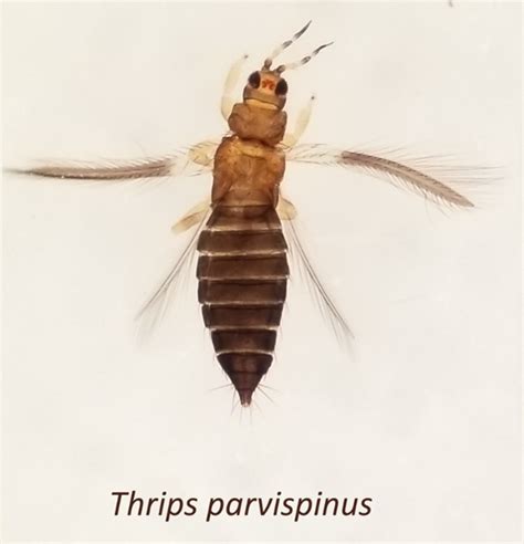 Thrips Parvispinus “pepper Thrips” The Importance Of Inspecting