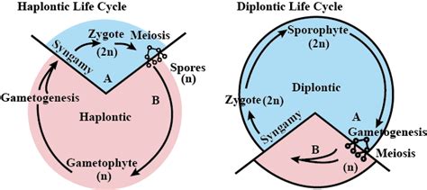 Write about haplontic and diplontic life cycle wit toppr.com