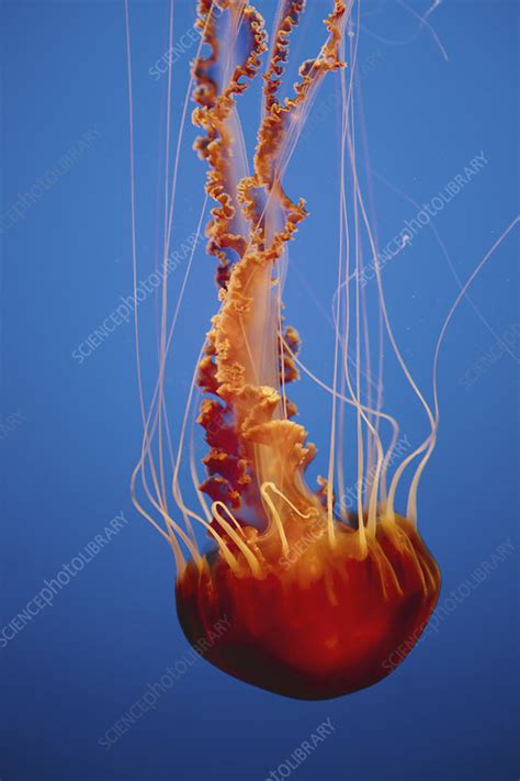 Black sea nettle jellyfish, - Stock Image - F009/4687 - Science Photo Library