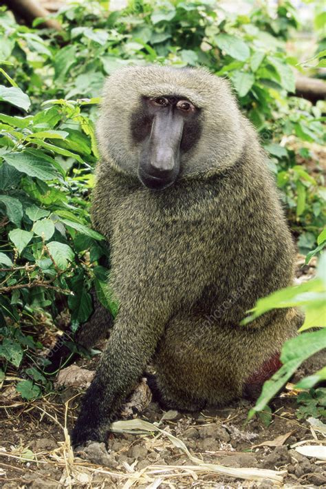 Olive baboon - Stock Image - Z910/0101 - Science Photo Library