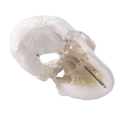 Generies Newest Design Human Skull Anatomical Model With Painted