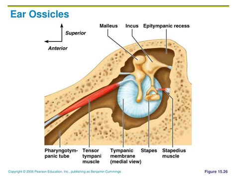 Ppt The Ear Hearing And Balance Powerpoint Presentation Free