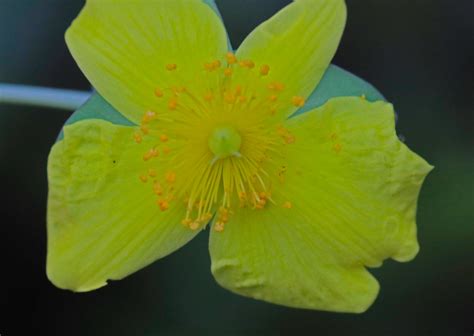 Cac A Four Petal St John S Wort At Simon S Ponds Mar Flickr