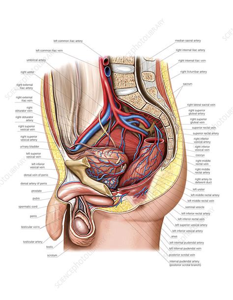 Anatomy Of The Pelvic Cavity: Video Anatomy Osmosis, 51% OFF