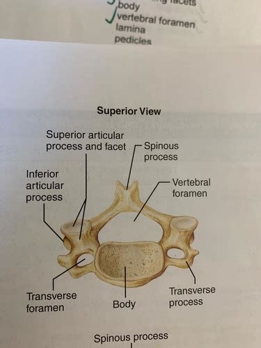 Vertebral Column And Thoracic Cage Flashcards Quizlet