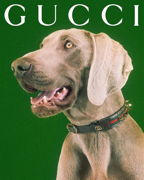 Gucci Pet Collection 2022 Ad Campaign The Impression