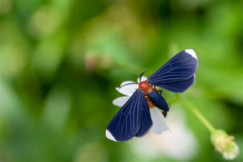 Black and White Moth: What Kind Is It? - A-Z Animals