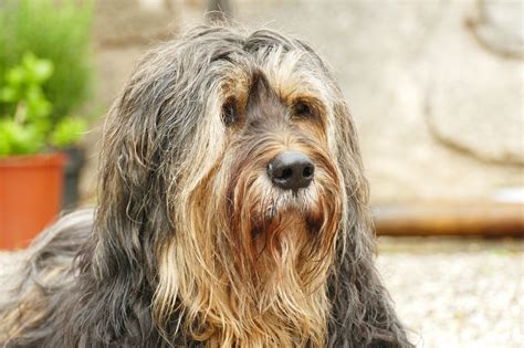 Wie wichtig ist Biotin für Hunde