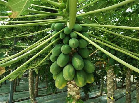 Organic Papaya Farming Cultivation Production In India Agri Farming