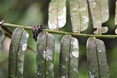 Angiopteris Evecta Ferns And Lycophytes Of The World