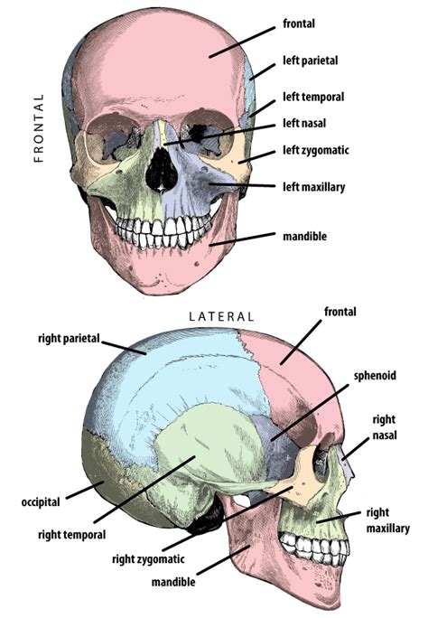 KRAMATMAN ZONE: Anatomi Dasar Kepala ( CRANIUM )