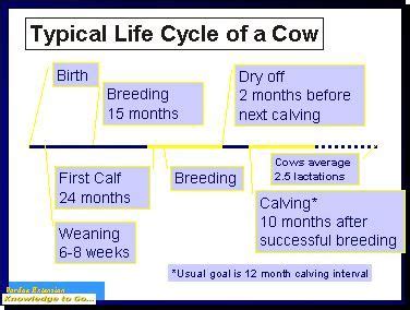 Livestock Production Cycle - Livestock Cattle