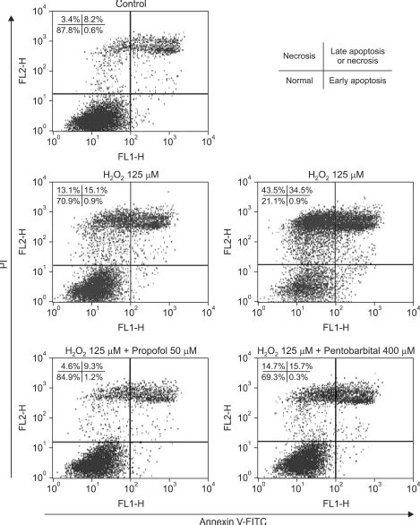 Apoptosis And Necrosis Induced By H2o2 And Effects Of Propofol Or