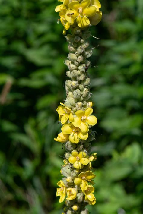 Verbascum Thapsus Common Mullein