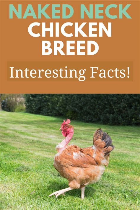 Turken Naked Neck Chicken Breed Guide Eco Peanut Chickens