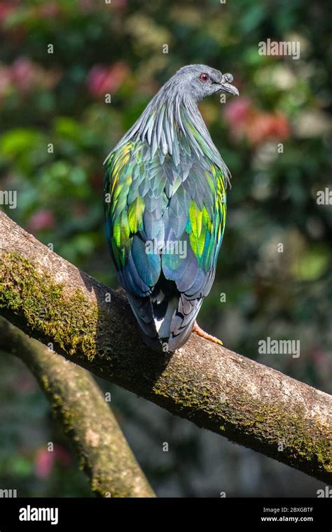 Bird of paradise on a branch, Indonesia Stock Photo - Alamy