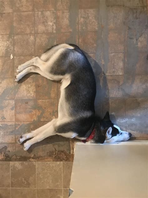 18 Derpy Dogs Just Derping All Over The Dang Place