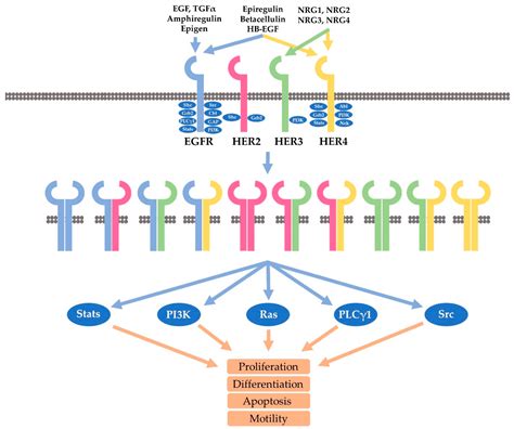 Trastuzumab Mechanism Of Action