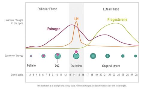 Female Hormone Cycle Chart