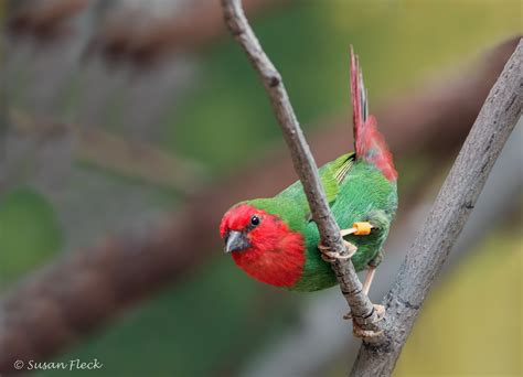 Red Headed Parrotfinch