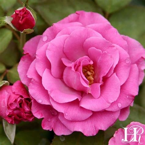 Love Potion – Melvilles Roses