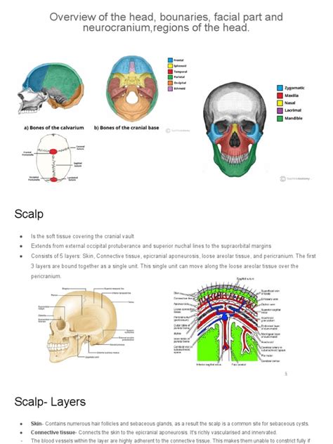 Anatomy cranium | PDF