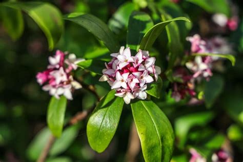 Fleur de daphné symbolisme et signification