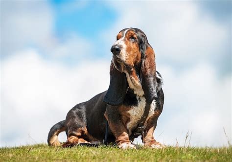 300+ Popular Basset Hound Names (Unique, Cool, Male & Female) | My Pet ...