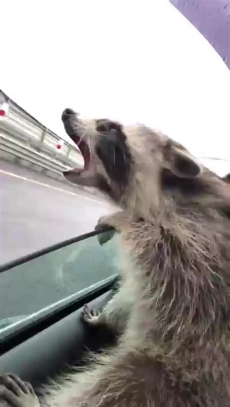 Raccoon Enjoying In A Car Rraccoons