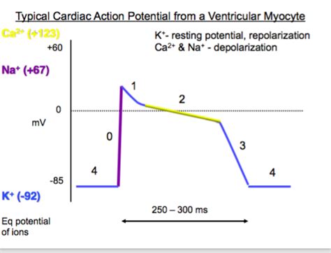 Myocyte Cardiac Action Potential Flashcards Quizlet