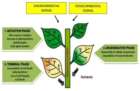 Senescence – Post-Harvest Foliar Trace Element Fertilising – Kendon ...