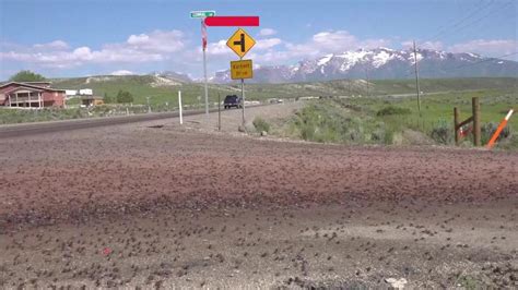 WATCH Nevada Confronts Invasion Of Blood Red Crickets Video